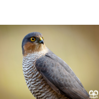 گونه قرقی Eurasian Sparrowhawk